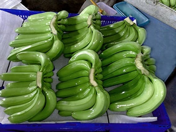 Fresh Cavendish Banana from Viet Nam